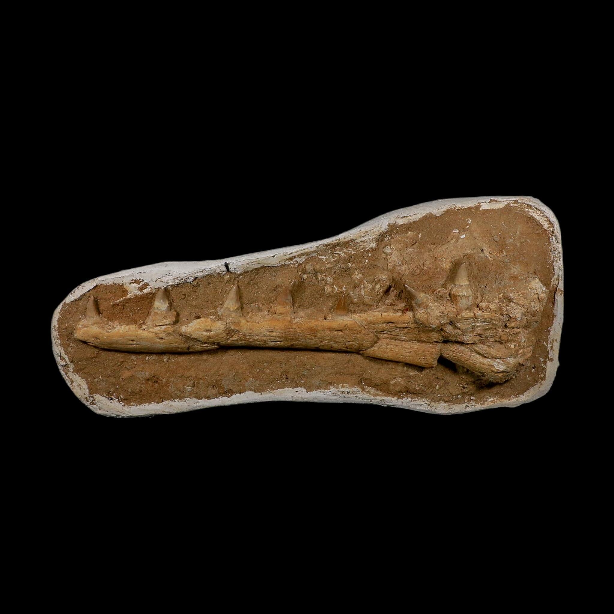 18.9" Mosasaur Platecarpus Fossil Jaw Section Teeth Cretaceous Dinosaur Era COA - Fossil Age Minerals