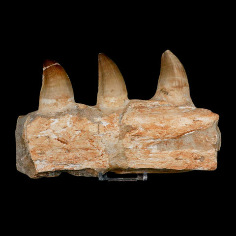 7.9" Mosasaur Prognathodon Fossil Jaw Section Teeth Cretaceous Dinosaur Era COA - Fossil Age Minerals
