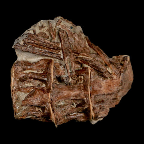 2.9" Ichthyodectes Fish Fossil Vertebrae Late Cretaceous Era Niobrara Formation Kansas - Fossil Age Minerals