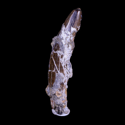XL 2.8" Daspletosaurus Tyrannosaur Fossil Tooth Cretaceous Dinosaur MT COA - Fossil Age Minerals