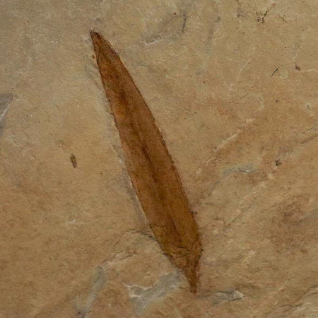 1.9" Detailed Salix Cockerelli Willow Fossil Plant Leaf Green River FM Eocene Age Utah