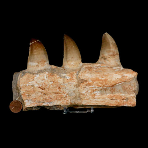 7.9" Mosasaur Prognathodon Fossil Jaw Section Teeth Cretaceous Dinosaur Era COA - Fossil Age Minerals