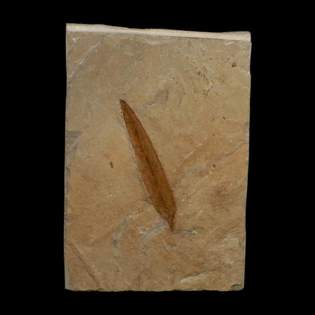 1.9" Detailed Salix Cockerelli Willow Fossil Plant Leaf Green River FM Eocene Age Utah