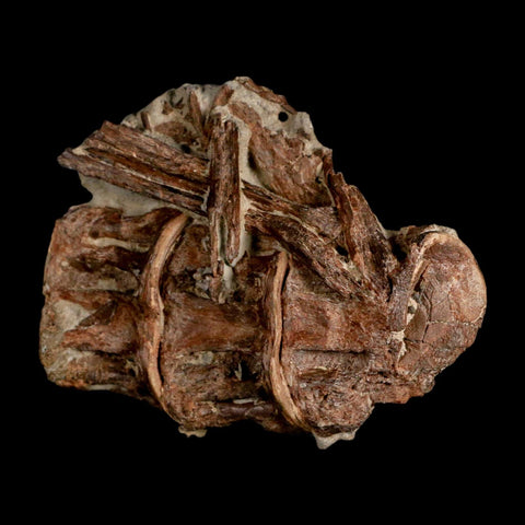 2.9" Ichthyodectes Fish Fossil Vertebrae Late Cretaceous Era Niobrara Formation Kansas - Fossil Age Minerals