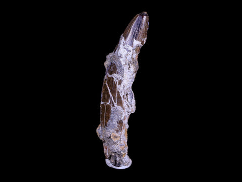 XL 2.8" Daspletosaurus Tyrannosaur Fossil Tooth Cretaceous Dinosaur MT COA - Fossil Age Minerals