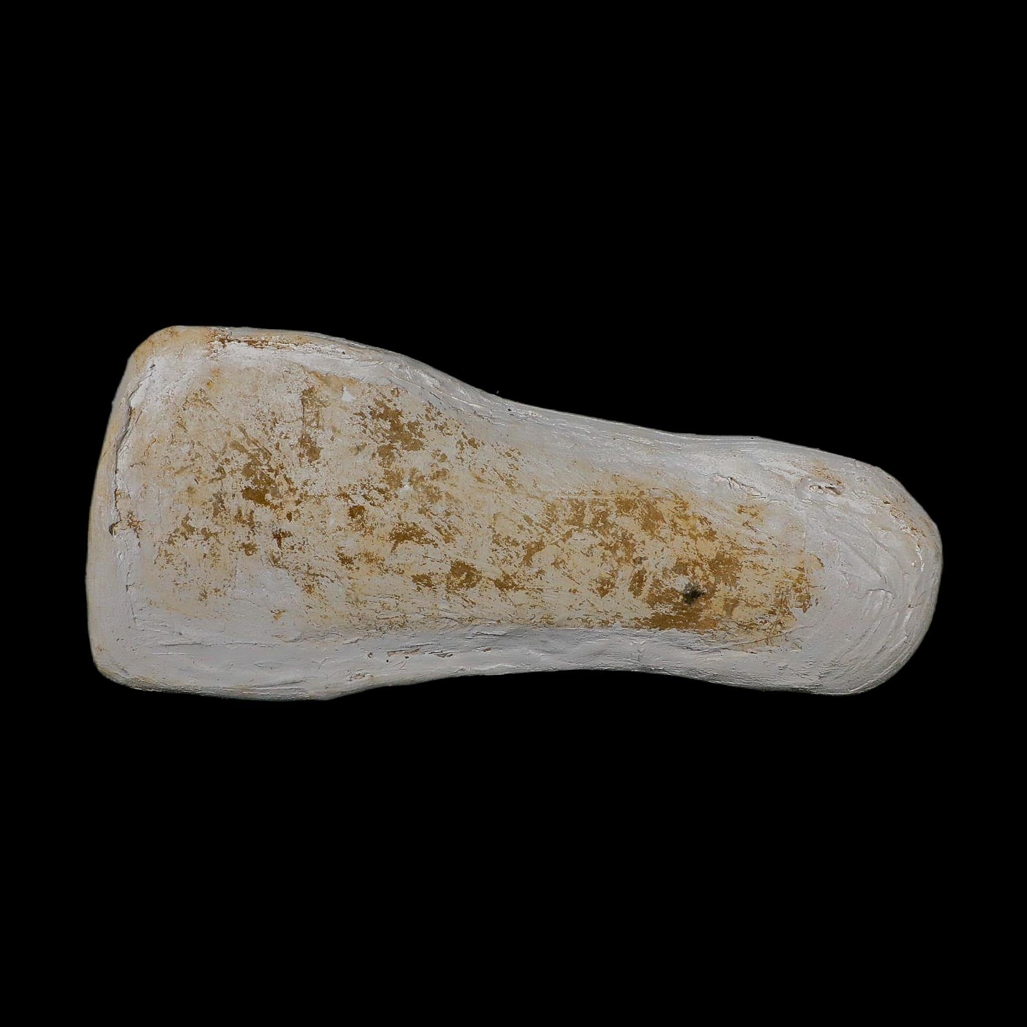 18.9" Mosasaur Platecarpus Fossil Jaw Section Teeth Cretaceous Dinosaur Era COA - Fossil Age Minerals
