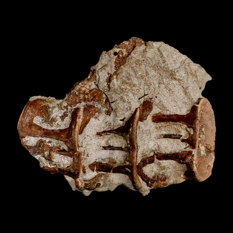 2.9" Ichthyodectes Fish Fossil Vertebrae Late Cretaceous Era Niobrara Formation Kansas - Fossil Age Minerals