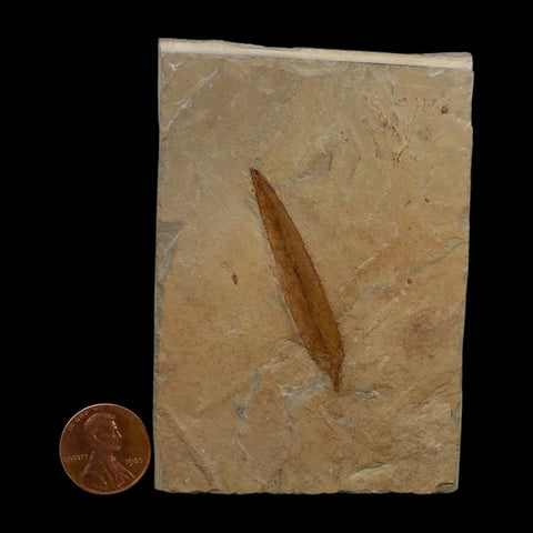 1.9" Detailed Salix Cockerelli Willow Fossil Plant Leaf Green River FM Eocene Age Utah - Fossil Age Minerals
