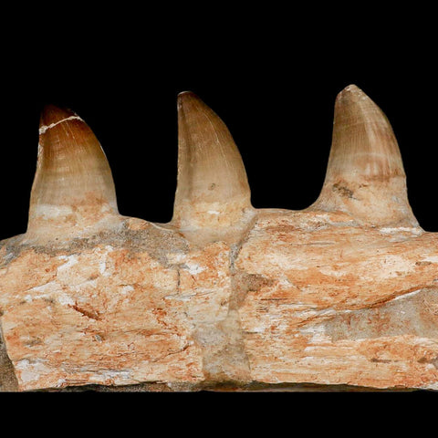 7.9" Mosasaur Prognathodon Fossil Jaw Section Teeth Cretaceous Dinosaur Era COA - Fossil Age Minerals