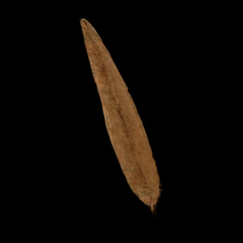 1.9" Detailed Salix Cockerelli Willow Fossil Plant Leaf Green River FM Eocene Age Utah - Fossil Age Minerals