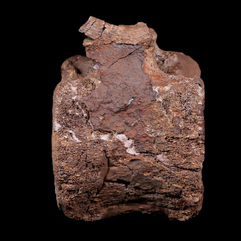 3.6" Edmontosaurus Dinosaur Fossil Vertebrae Bone Hell Creek FM MT COA Stand - Fossil Age Minerals