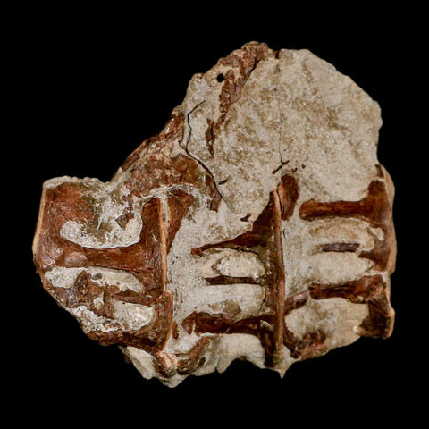 2.9" Ichthyodectes Fish Fossil Vertebrae Late Cretaceous Era Niobrara Formation Kansas - Fossil Age Minerals