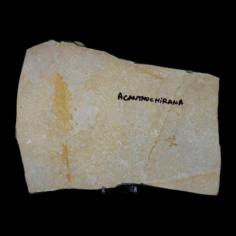 7.6" Acanthochirana Fossil Shrimp Upper Jurassic Age Solnhofen FM Germany COA Stand - Fossil Age Minerals