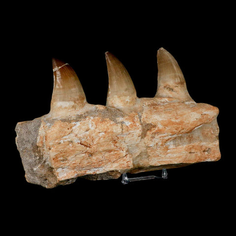 7.9" Mosasaur Prognathodon Fossil Jaw Section Teeth Cretaceous Dinosaur Era COA - Fossil Age Minerals