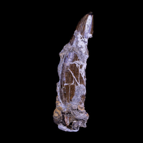 XL 2.8" Daspletosaurus Tyrannosaur Fossil Tooth Cretaceous Dinosaur MT COA - Fossil Age Minerals