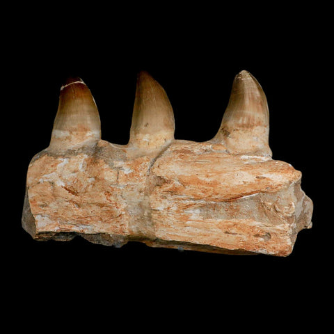 7.9" Mosasaur Prognathodon Fossil Jaw Section Teeth Cretaceous Dinosaur Era COA - Fossil Age Minerals