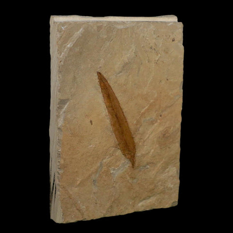 1.9" Detailed Salix Cockerelli Willow Fossil Plant Leaf Green River FM Eocene Age Utah - Fossil Age Minerals
