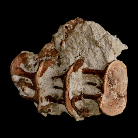 2.9" Ichthyodectes Fish Fossil Vertebrae Late Cretaceous Era Niobrara Formation Kansas - Fossil Age Minerals