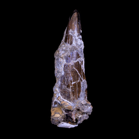 XL 2.8" Daspletosaurus Tyrannosaur Fossil Tooth Cretaceous Dinosaur MT COA - Fossil Age Minerals