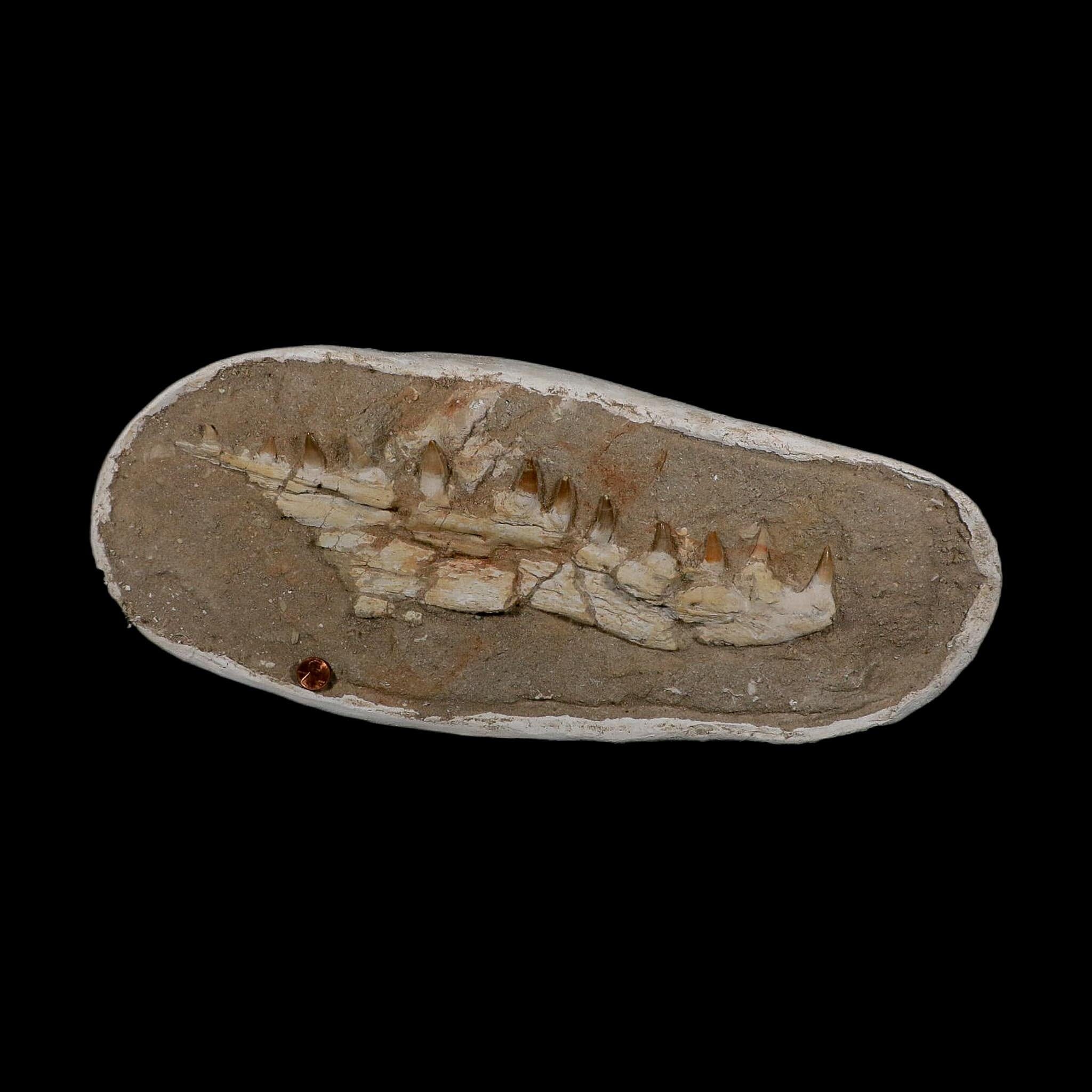 14.8" Halisaurus Mosasaur Fossil Jaw Teeth In Matrix Cretaceous Dinosaur Era COA - Fossil Age Minerals