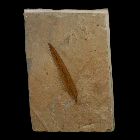 1.9" Detailed Salix Cockerelli Willow Fossil Plant Leaf Green River FM Eocene Age Utah - Fossil Age Minerals