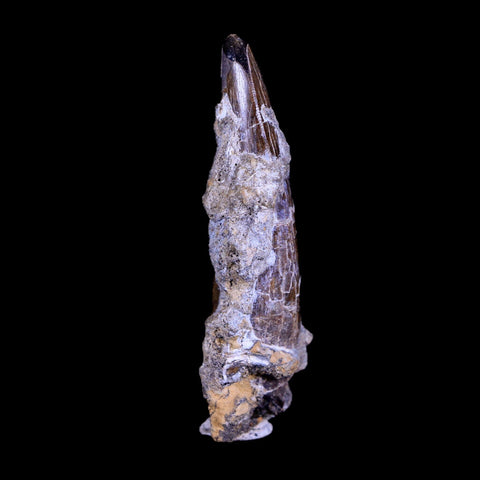 XL 2.8" Daspletosaurus Tyrannosaur Fossil Tooth Cretaceous Dinosaur MT COA - Fossil Age Minerals