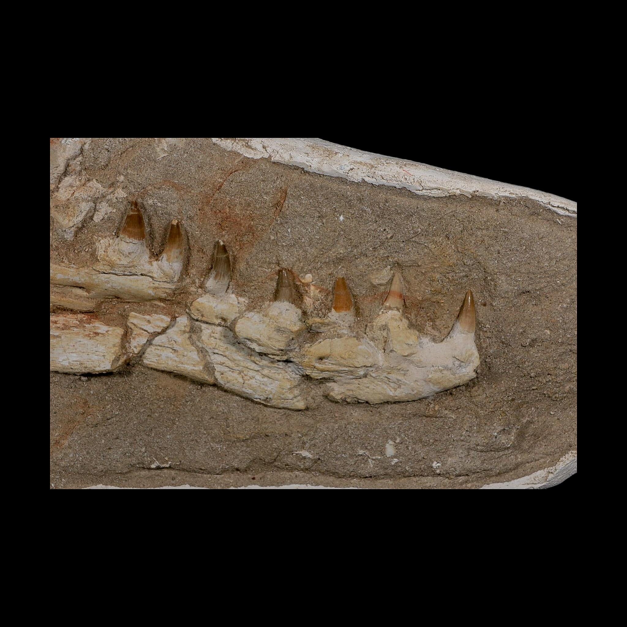 14.8" Halisaurus Mosasaur Fossil Jaw Teeth In Matrix Cretaceous Dinosaur Era COA - Fossil Age Minerals