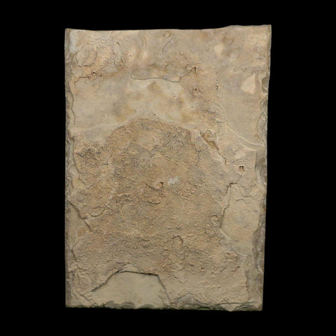 1.9" Detailed Salix Cockerelli Willow Fossil Plant Leaf Green River FM Eocene Age Utah - Fossil Age Minerals