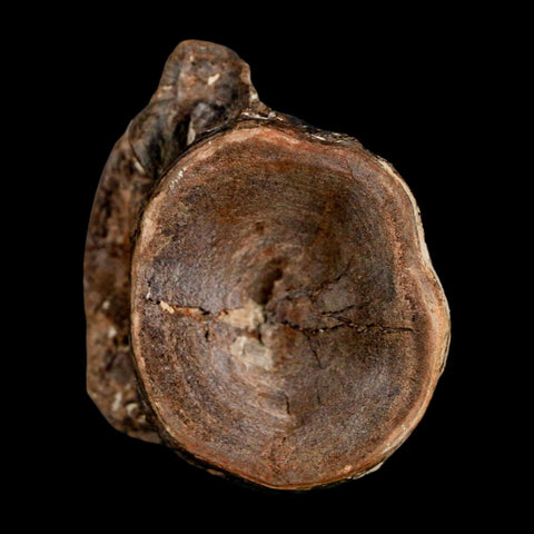 1.9" Ichthyodectes Fish Fossil Vertebrae Late Cretaceous Era Niobrara Formation Kansas - Fossil Age Minerals