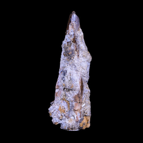 XL 2.8" Daspletosaurus Tyrannosaur Fossil Tooth Cretaceous Dinosaur MT COA - Fossil Age Minerals