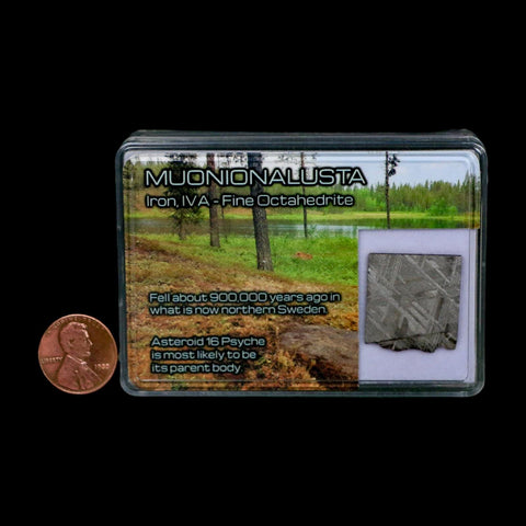 0.9" Muonionalusta Meteorite Specimen Sweden Meteorites Display 4.56 Grams - Fossil Age Minerals