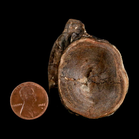 1.9" Ichthyodectes Fish Fossil Vertebrae Late Cretaceous Era Niobrara Formation Kansas - Fossil Age Minerals