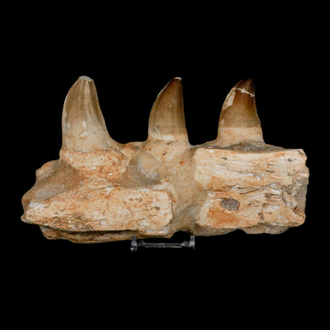 7.9" Mosasaur Prognathodon Fossil Jaw Section Teeth Cretaceous Dinosaur Era COA - Fossil Age Minerals