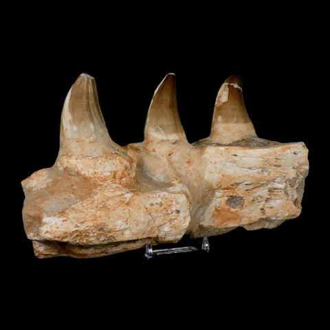 7.9" Mosasaur Prognathodon Fossil Jaw Section Teeth Cretaceous Dinosaur Era COA - Fossil Age Minerals