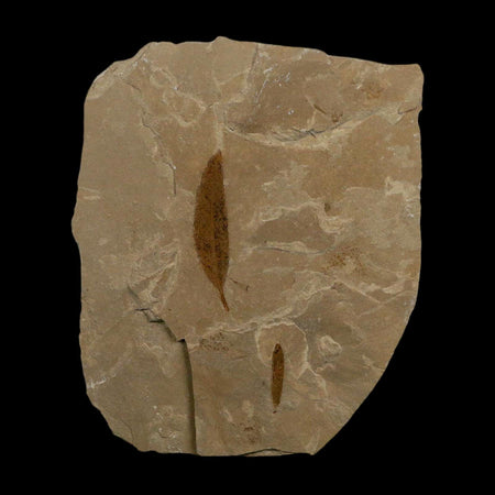 Mimosite Coloradensis And Cedrelospermum Fossil Plant Leaf Eocene Age Green River UT