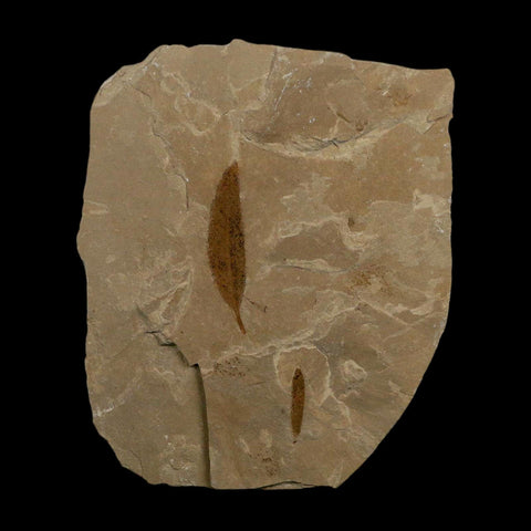 Mimosite Coloradensis And Cedrelospermum Fossil Plant Leaf Eocene Age Green River UT - Fossil Age Minerals