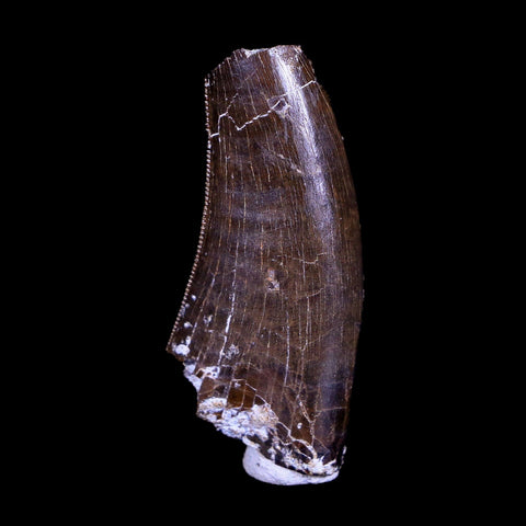 1.3" Tyrannosaurus Rex Fossil Serrated Tooth Dinosaur Hell Creek FM MT COA Display - Fossil Age Minerals