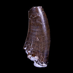Tyrannosaurus Rex Fossil Collection