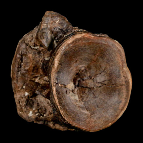 1.9" Ichthyodectes Fish Fossil Vertebrae Late Cretaceous Era Niobrara Formation Kansas - Fossil Age Minerals