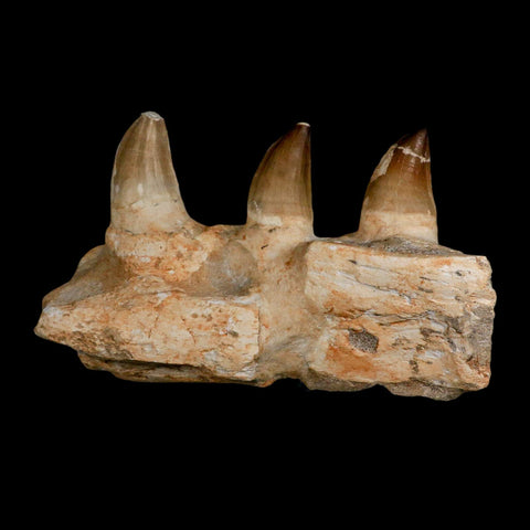 7.9" Mosasaur Prognathodon Fossil Jaw Section Teeth Cretaceous Dinosaur Era COA - Fossil Age Minerals
