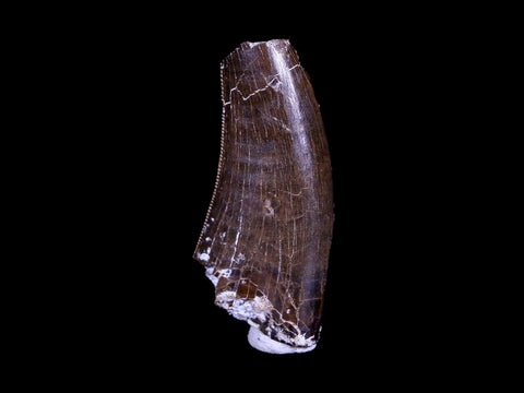 1.3" Tyrannosaurus Rex Fossil Serrated Tooth Dinosaur Hell Creek FM MT COA Display - Fossil Age Minerals
