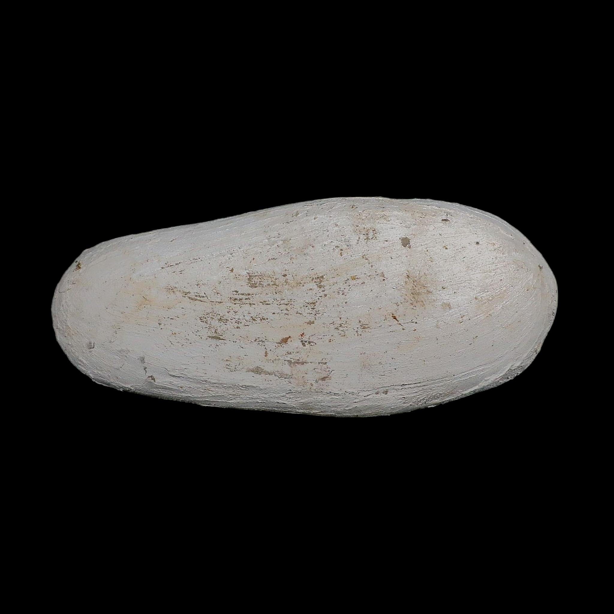 14.8" Halisaurus Mosasaur Fossil Jaw Teeth In Matrix Cretaceous Dinosaur Era COA - Fossil Age Minerals