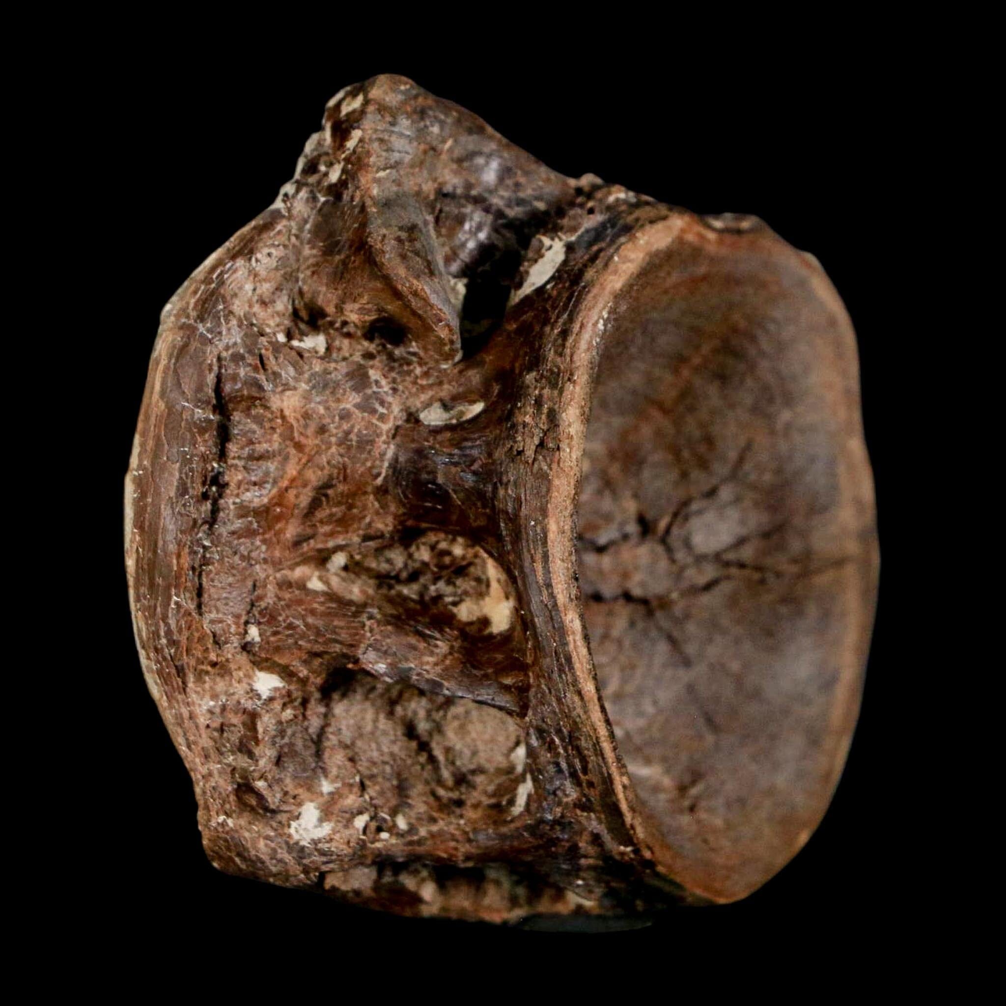 1.9" Ichthyodectes Fish Fossil Vertebrae Late Cretaceous Era Niobrara Formation Kansas - Fossil Age Minerals