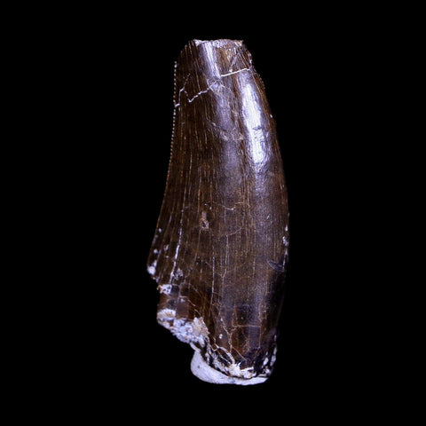 1.3" Tyrannosaurus Rex Fossil Serrated Tooth Dinosaur Hell Creek FM MT COA Display - Fossil Age Minerals