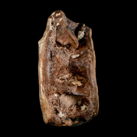 1.9" Ichthyodectes Fish Fossil Vertebrae Late Cretaceous Era Niobrara Formation Kansas - Fossil Age Minerals