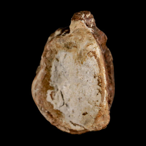 1.9" Ichthyodectes Fish Fossil Vertebrae Late Cretaceous Era Niobrara Formation Kansas - Fossil Age Minerals