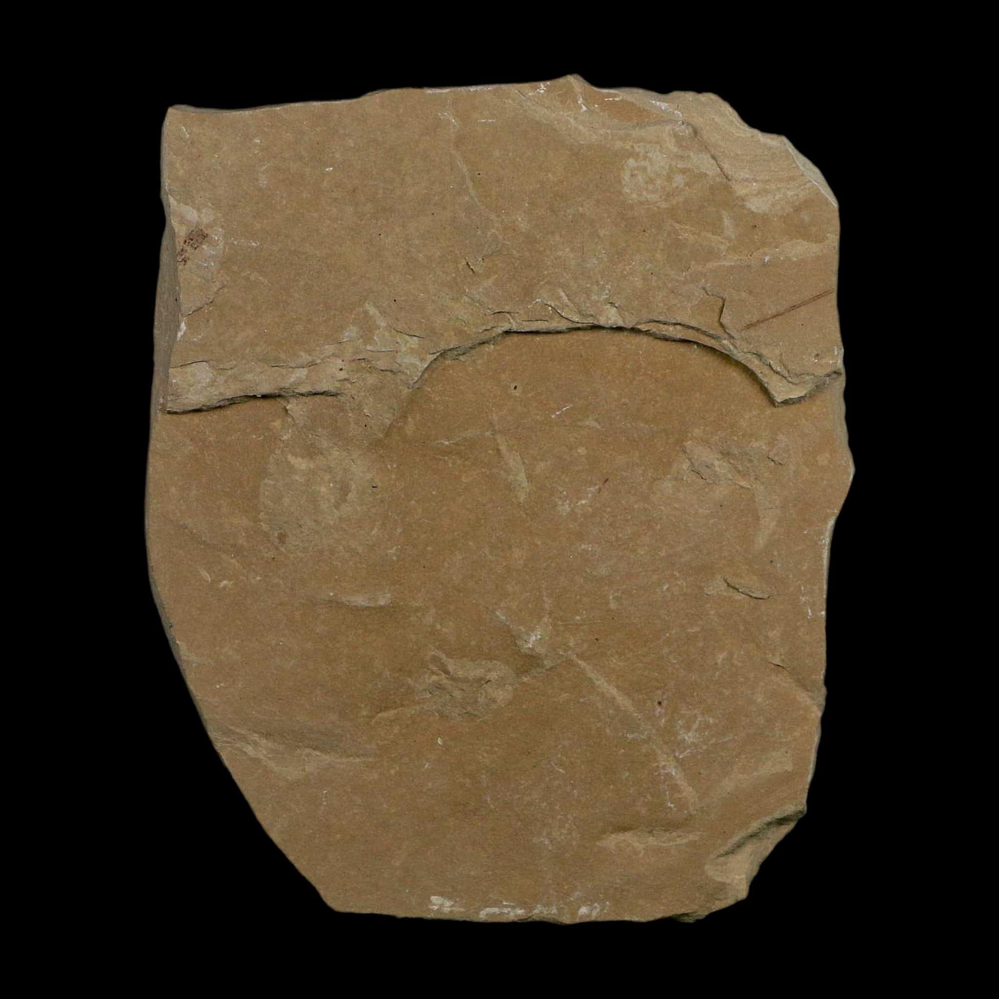 Mimosite Coloradensis And Cedrelospermum Fossil Plant Leaf Eocene Age Green River UT - Fossil Age Minerals