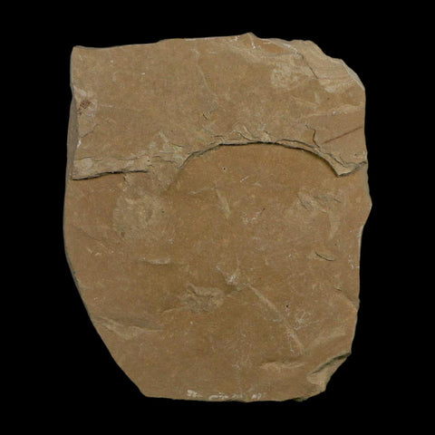 Mimosite Coloradensis And Cedrelospermum Fossil Plant Leaf Eocene Age Green River UT - Fossil Age Minerals