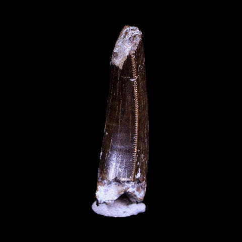 1.3" Tyrannosaurus Rex Fossil Serrated Tooth Dinosaur Hell Creek FM MT COA Display - Fossil Age Minerals