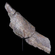 16" Camarasaurus Dinosaur Fossil Rib Bone Morrison FM CO Jurassic Age COA Stand